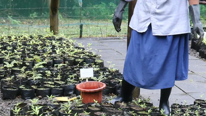 Pépinière, vallée de Ferney, Maurice