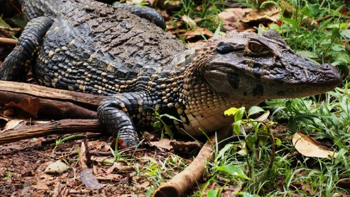 Yasuni parc national Equateur