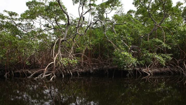 mangroves