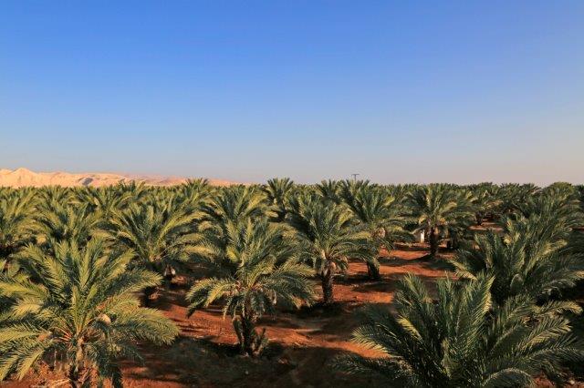 Palmiers dattiers Nakheel Palestine