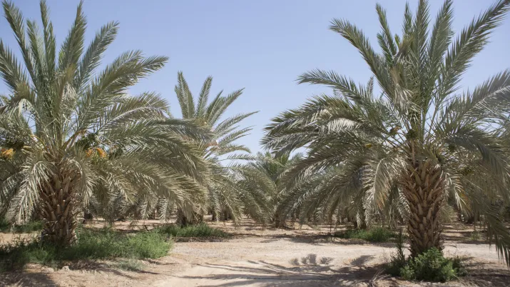 Projet Nakheel Palestine