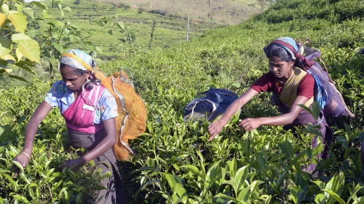 Champs;cueillette;Femmes;Travailleuse;sri lanka
