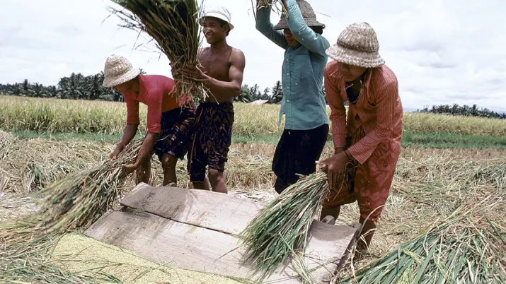 Men thrashing grain. Indonesia