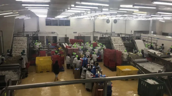 visite d'une usine de crevettes