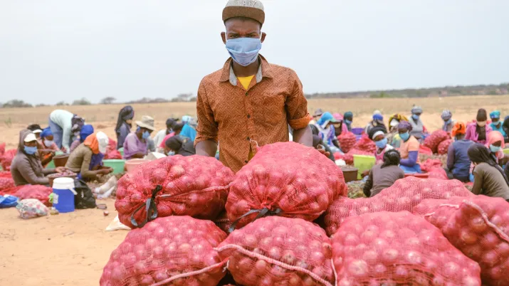 Cofina Sénégal - Saint Louis, Senegal - Les gens travaillent sur la récolte des oignions pour Senagris
