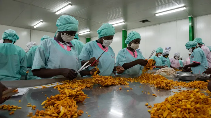 Femmes préparant les mangues séchées