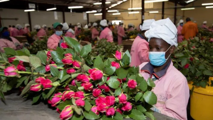 Kenya Bigot Flowers Ferme - fleurs