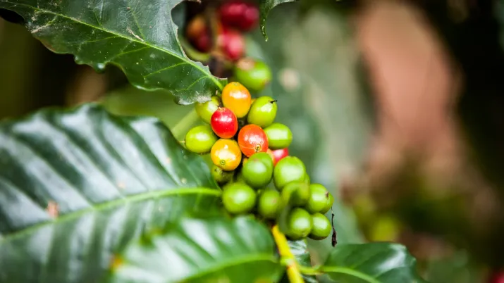 des grains de café bientôt prêts à être récoltés