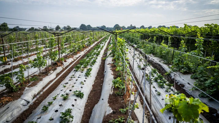 Sahyadri Farms
