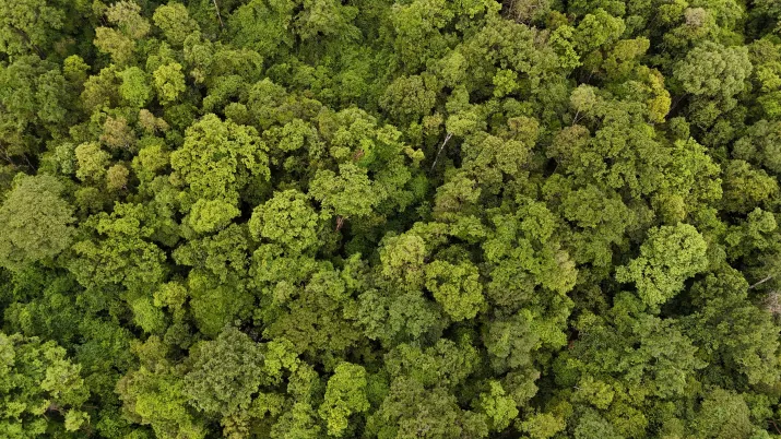 Lomphat-Hummingbirds-Proparco-2026