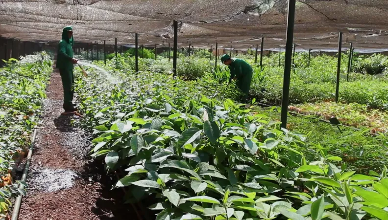 Agri VIE II : prise de participation de FISEA pour soutenir les entreprises agro-industrielles subsahariennes