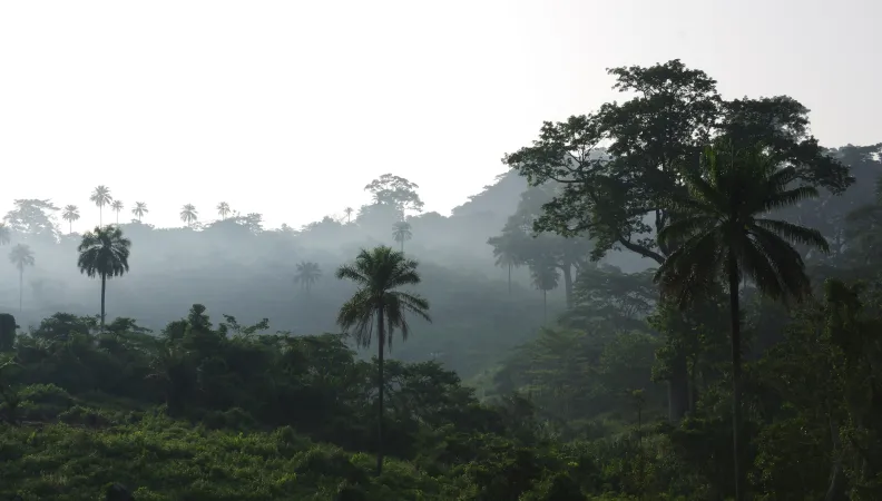 Le fonds Africa Sustainable Forestry de GEF : soutenir le développement durable des forêts africaines