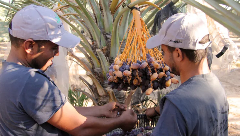 Ouvriers agricoles de Nakheel Palestine