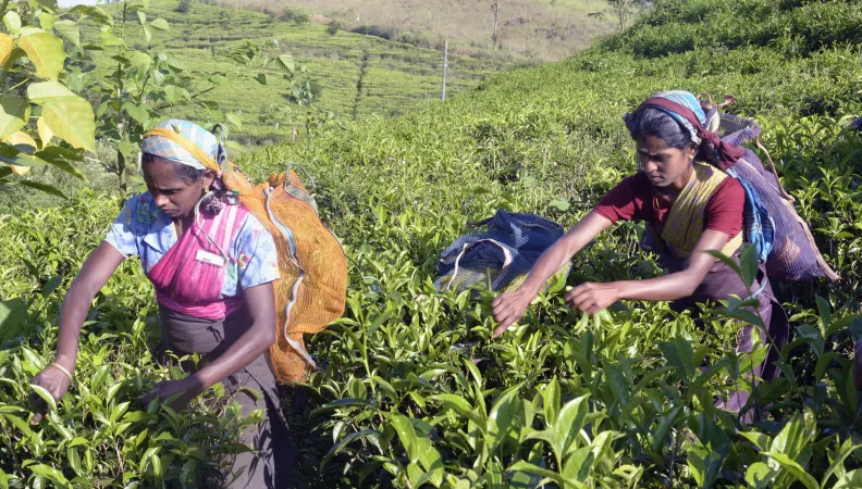 Champs;cueillette;Femmes;Travailleuse;sri lanka