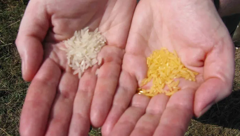 Golden Rice is just another improved rice strain, yet it has a great potential to cover micronutrient needs of rural, rice-based societies.