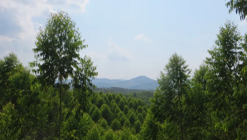 forêt, laos, burapha