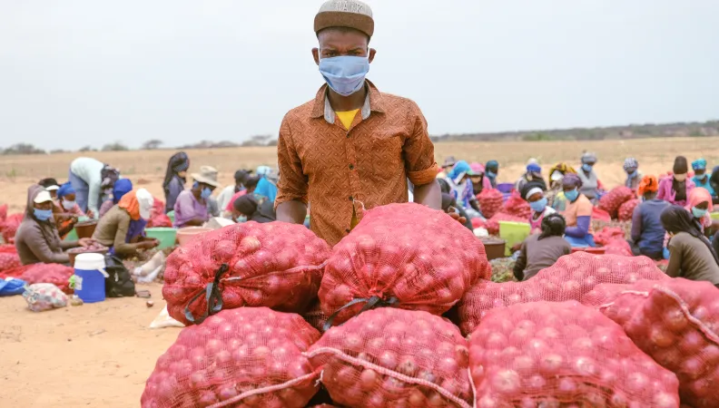 Cofina Sénégal - Saint Louis, Senegal  -  Les gens travaillent sur la récolte des oignions pour Senagris
