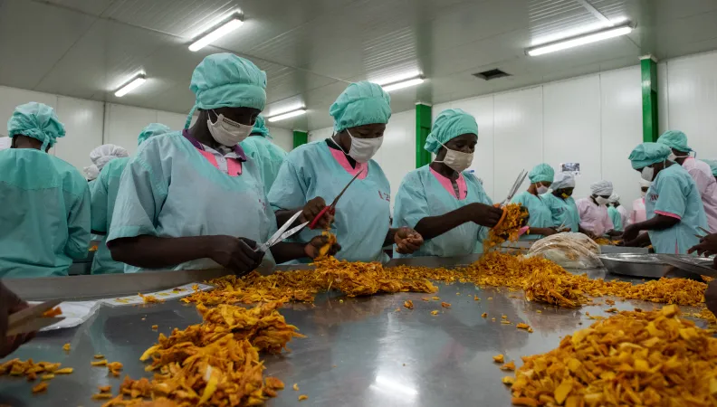 Femmes préparant les mangues séchées