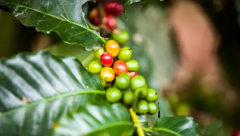 des grains de café bientôt prêts à être récoltés