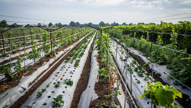 Sahyadri Farms