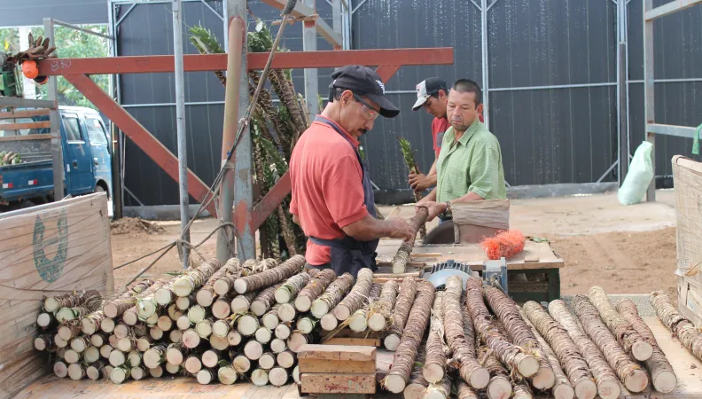 Soutenue par Banco Promerica, la coopérative Coopeidia - spécialisée dans la culture de canne à sucre - a été créée en 1982 dans la province d’Alajuela au Costa Rica.