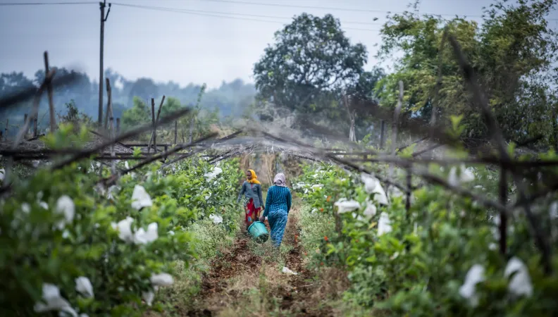 En Inde, des vignes face au changement climatique