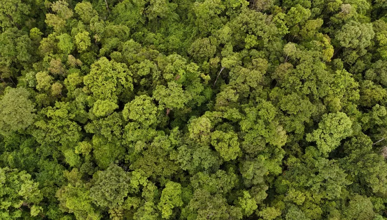 Lomphat-Hummingbirds-Proparco-2026