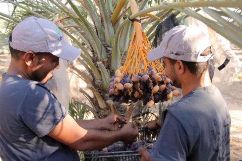 Ouvriers agricoles de Nakheel Palestine