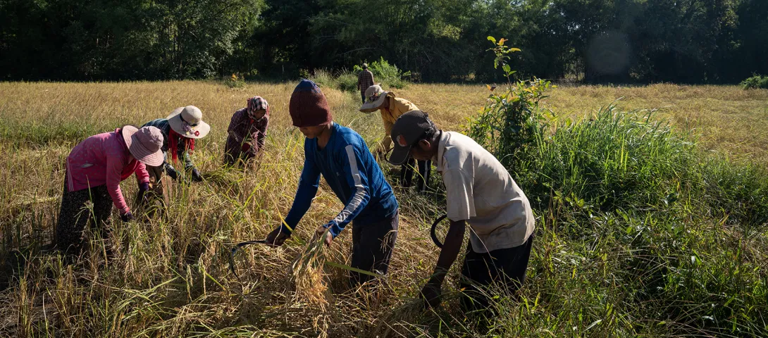 Récolte de riz